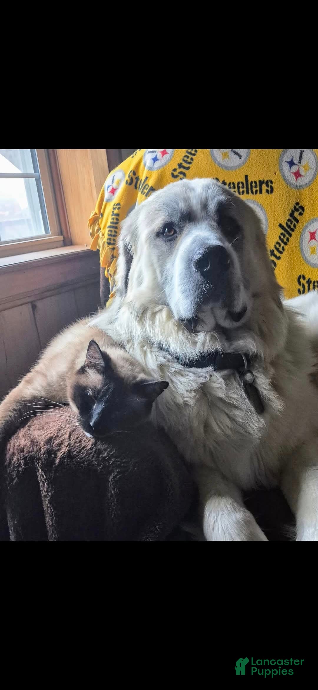 Great Pyrenees dogs for sale: Yellow - Image 17