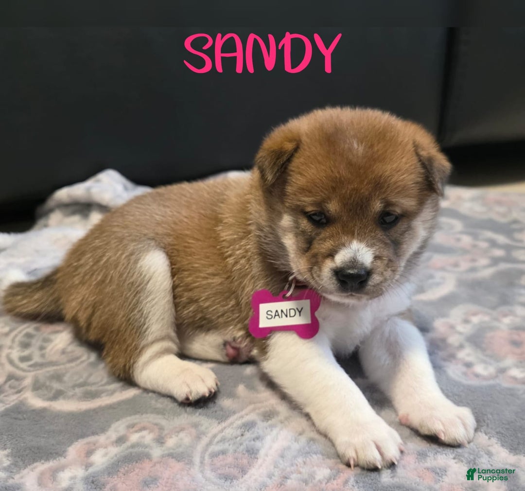 Shiba Inu dogs for sale: Sandy - Image 2