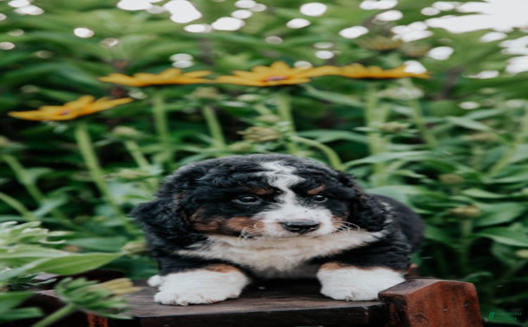 Mini Bernedoodle dogs for sale - Ad 4