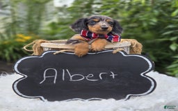 Miniature Dachshund dogs for sale: Albert - Image 6