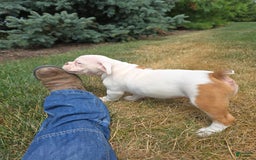 English Bulldog dogs for sale: Peaches - Image 13