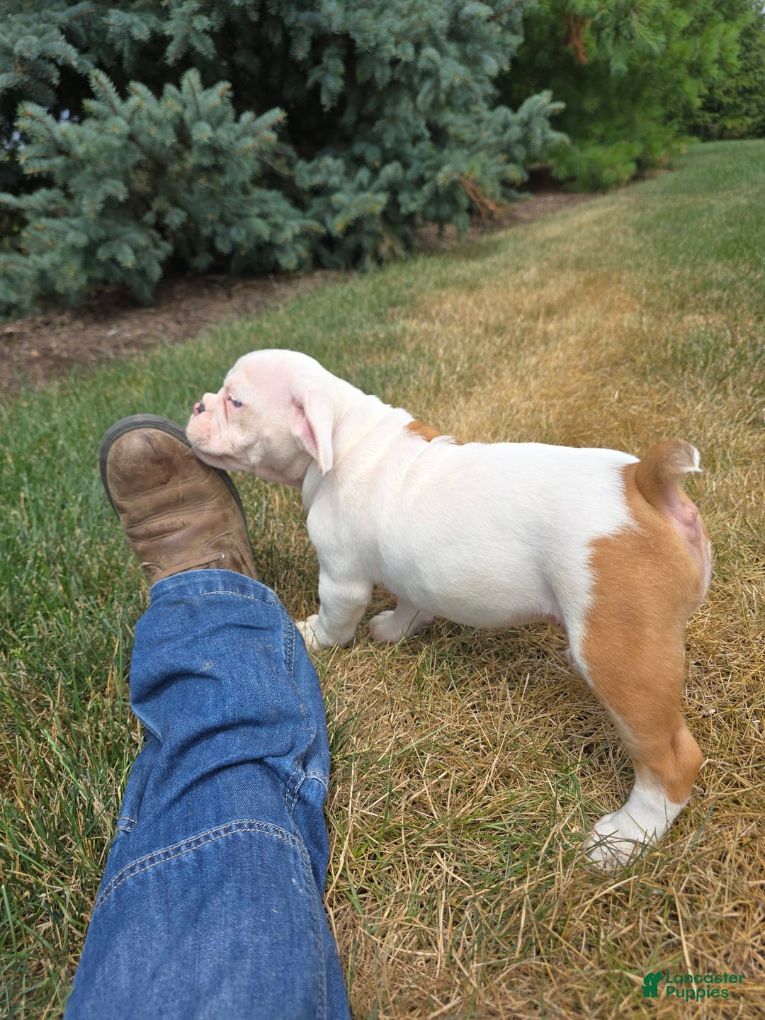 English Bulldog dogs for sale: Peaches - Image 13