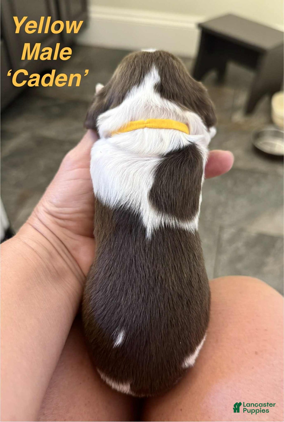 English Springer Spaniel dogs for sale: Caden - Image 5