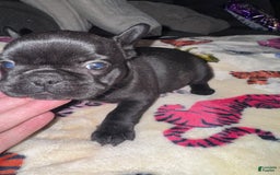 French Bulldog dogs for sale: Luna - Image 4
