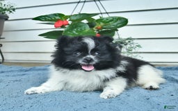 Pomeranian dogs for sale: Washington - Image 4