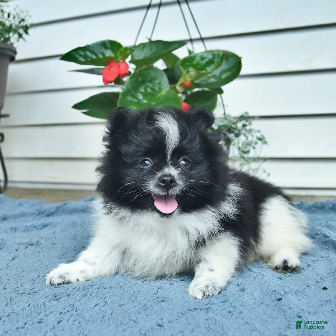 Pomeranian dogs for sale: Washington - Image 4
