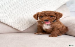 Mini Goldendoodle dogs for sale: Tide - Image 1