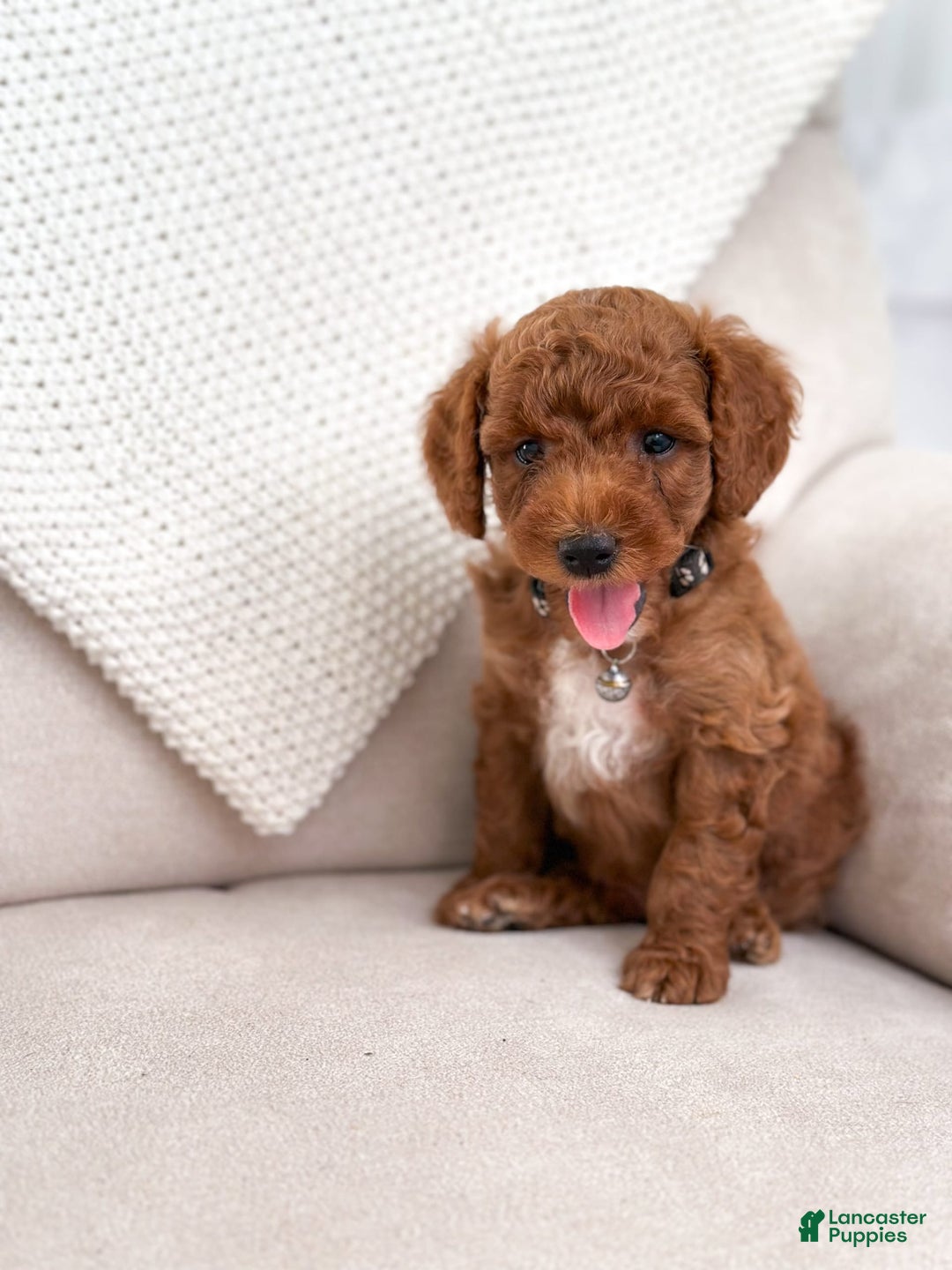 Mini Goldendoodle dogs for sale: Tide - Image 1