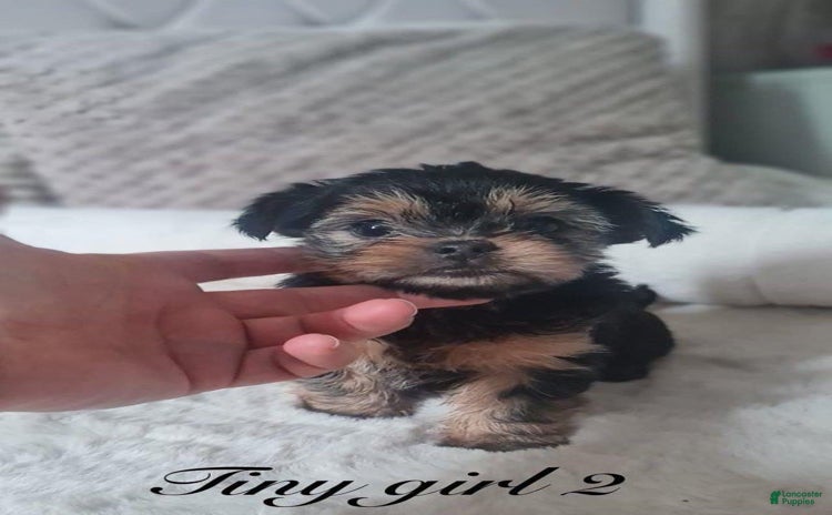 Yorkshire Terrier dogs for sale - Ad 1