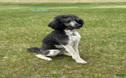 Standard Poodle dogs for sale: Josie - Image 1