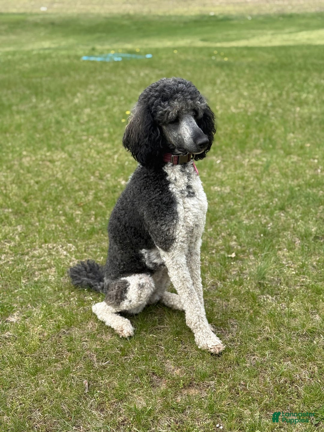 Standard Poodle dogs for sale: Josie - Image 1