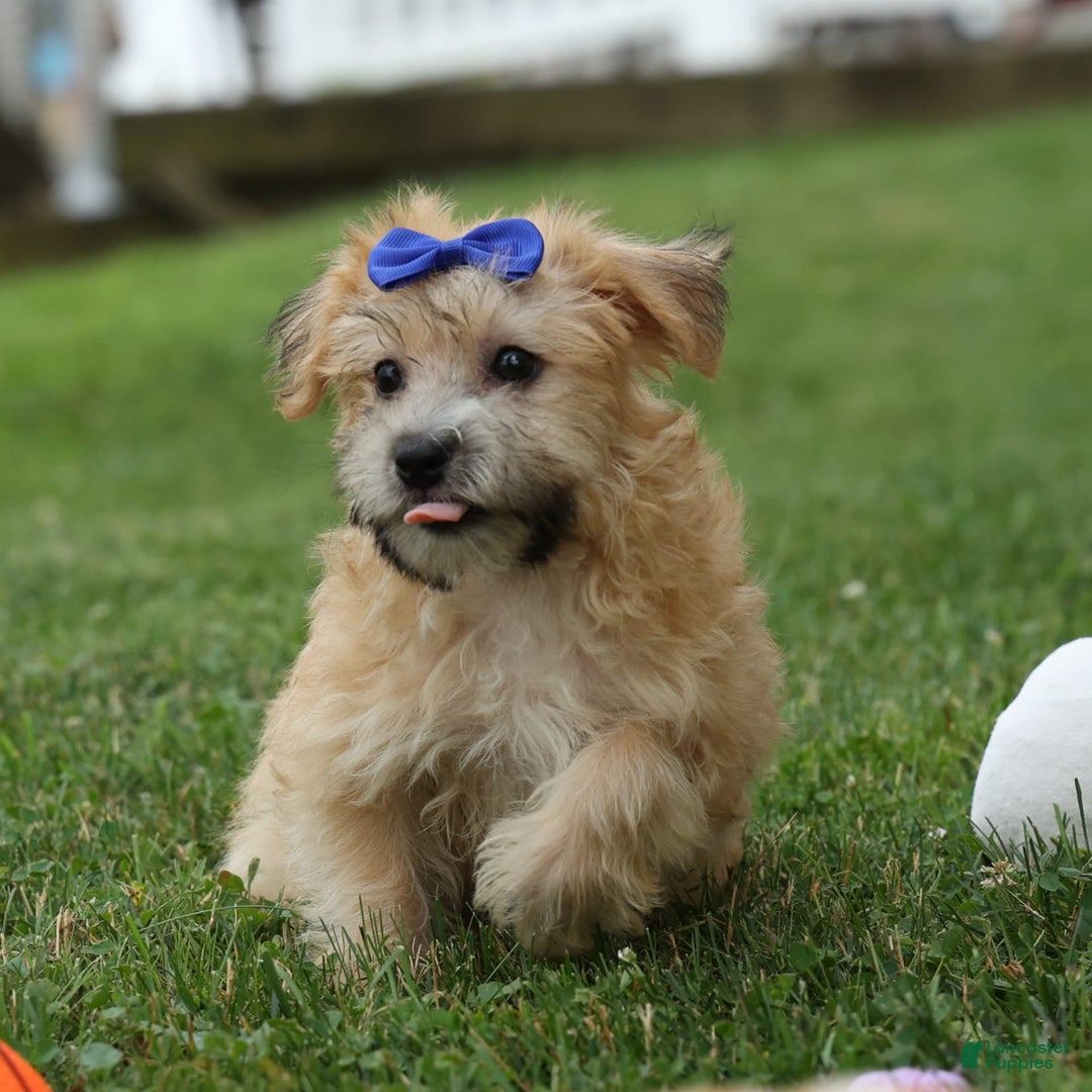 Yochon dogs for sale: Tobias - Image 22