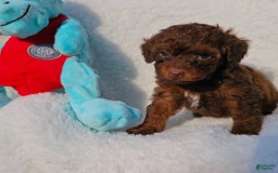 Toy Poodle dogs for sale: Tucker - Image 1
