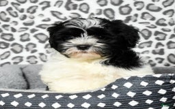 Havapoo dogs for sale: Candace - Image 9