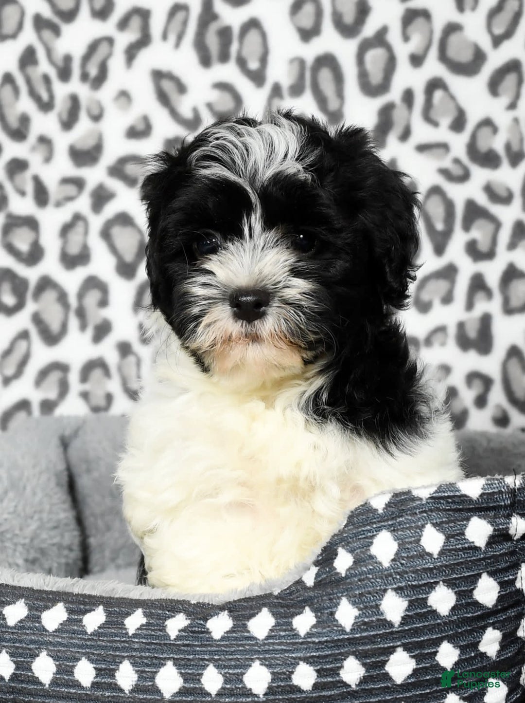 Havapoo dogs for sale: Candace - Image 9