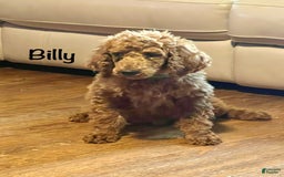 Standard Poodle dogs for sale: Billy - Image 7