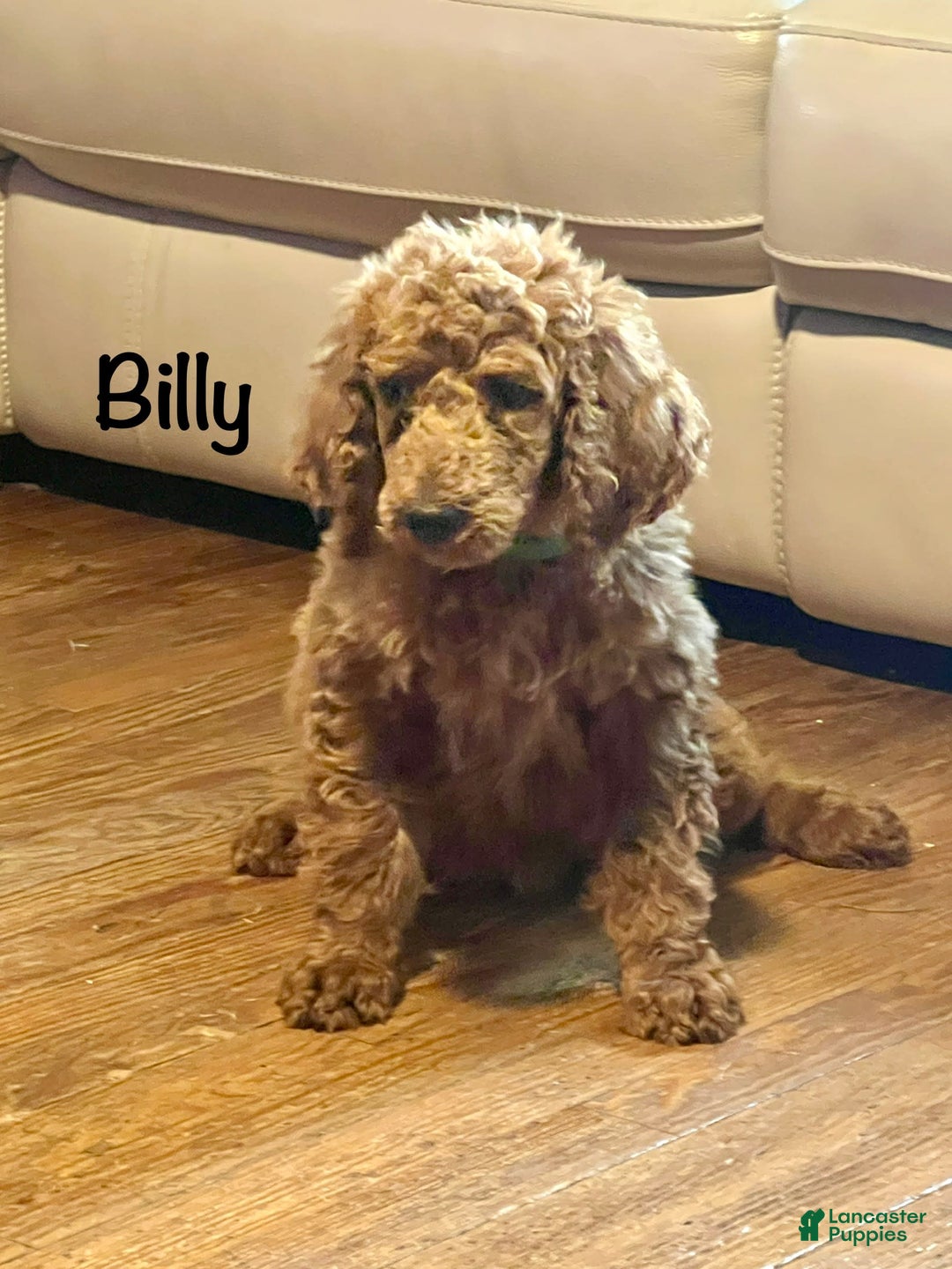 Standard Poodle dogs for sale: Billy - Image 7