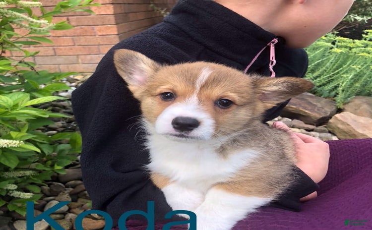 Welsh Corgi Pembroke dogs for sale - Ad 1