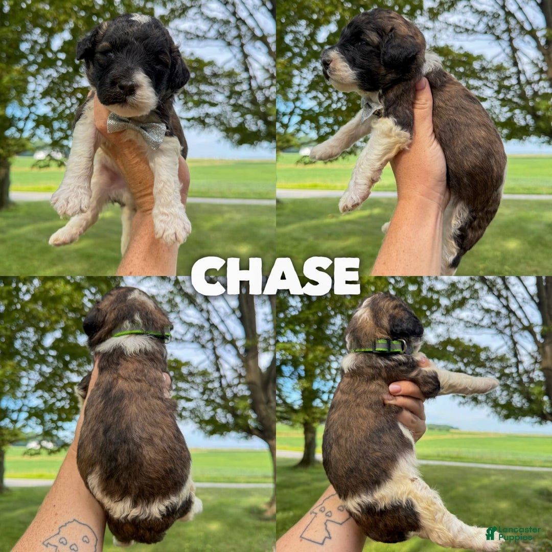 Saint Berdoodles dogs for sale: Chase - Standard F1b - Image 1