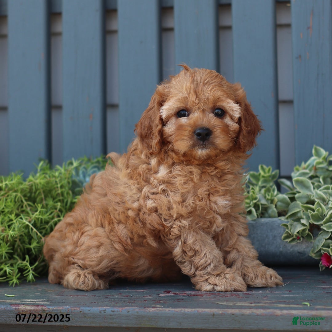 Cavapoo dogs for sale: Mia - Image 4