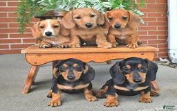 Miniature Dachshund dogs for sale: Sweetie - Image 2