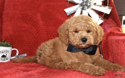 Mini Goldendoodle dogs for sale: Daisey Mae - Image 7