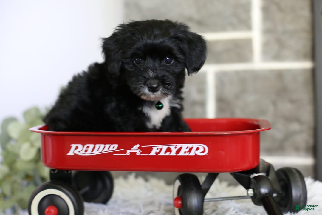 Yorkiepoo dogs for sale: Arrow - Image 19