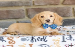 Miniature Dachshund dogs for sale: Parker - Image 9