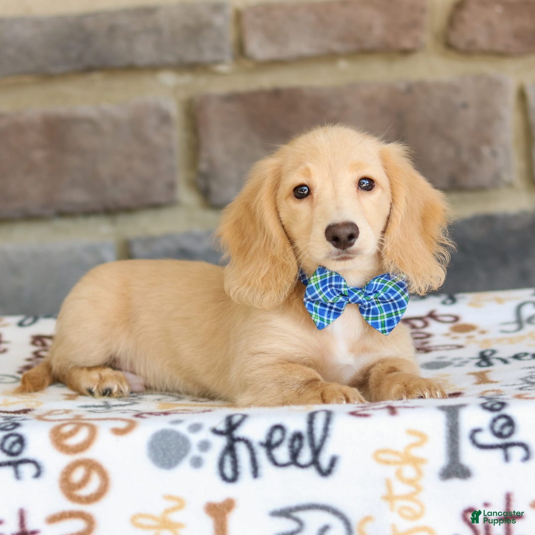 Miniature Dachshund dogs for sale: Parker - Image 9