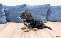 Cavapoo dogs for sale: Raven - Image 4