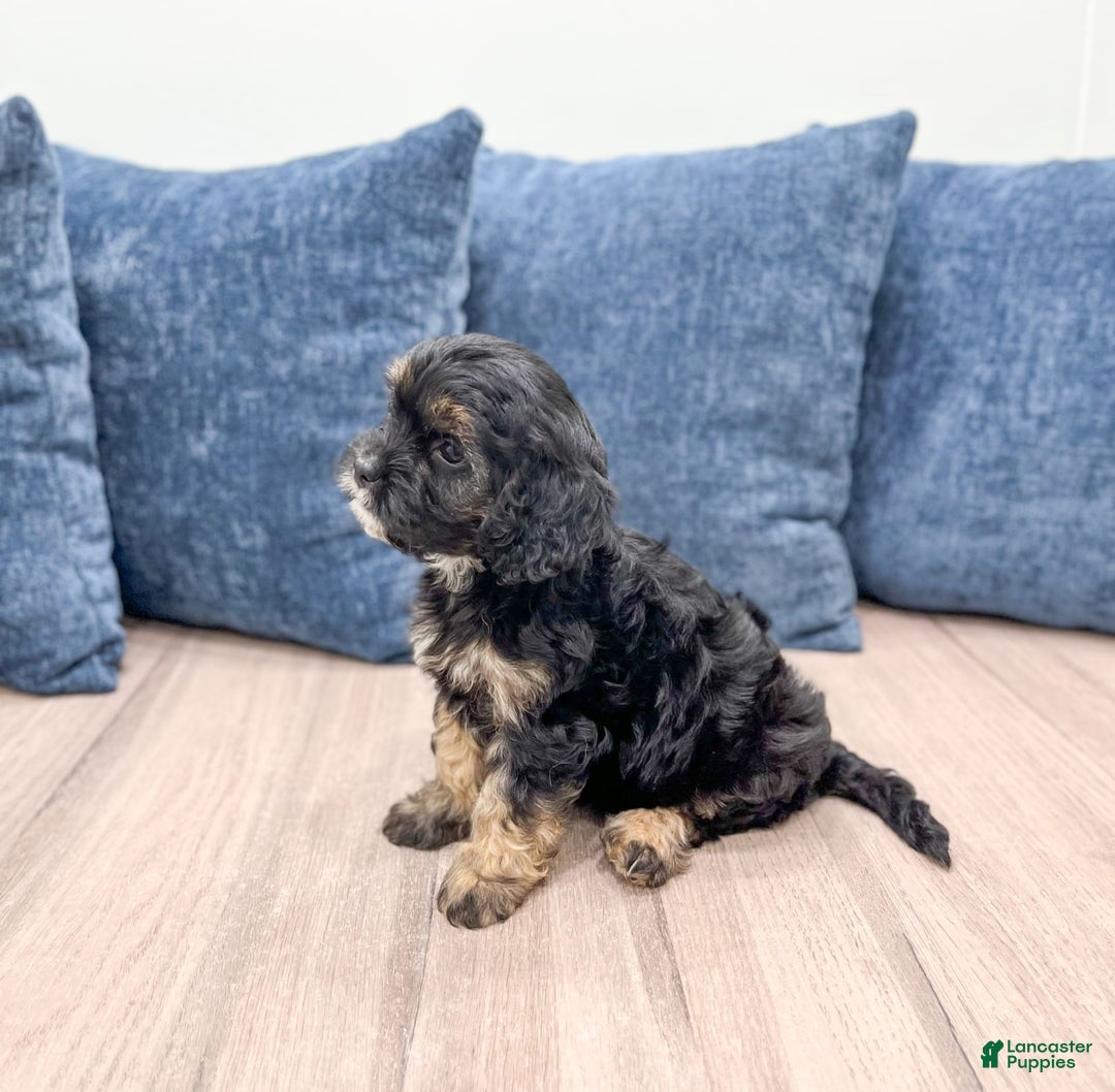 Cavapoo dogs for sale: Raven - Image 4