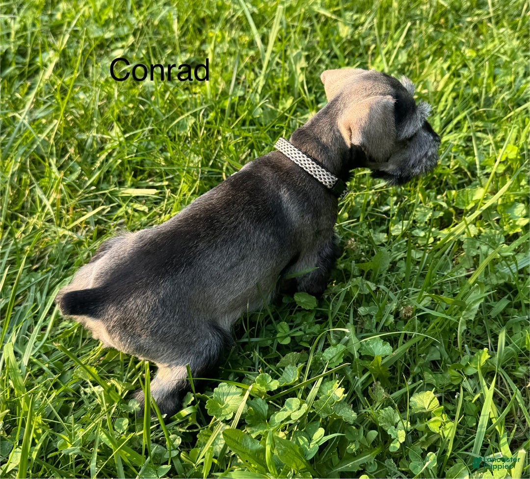 Miniature Schnauzer dogs for sale: Miniature Schnauzer 6 puppies - Image 4