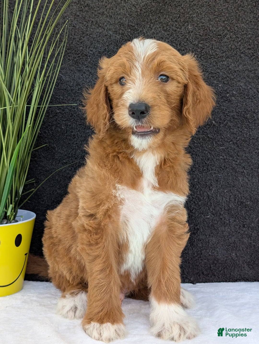 Goldendoodle dogs for sale: Mikey - Image 21