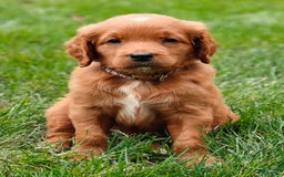 Goldendoodle dogs for sale: Ranger - Image 14