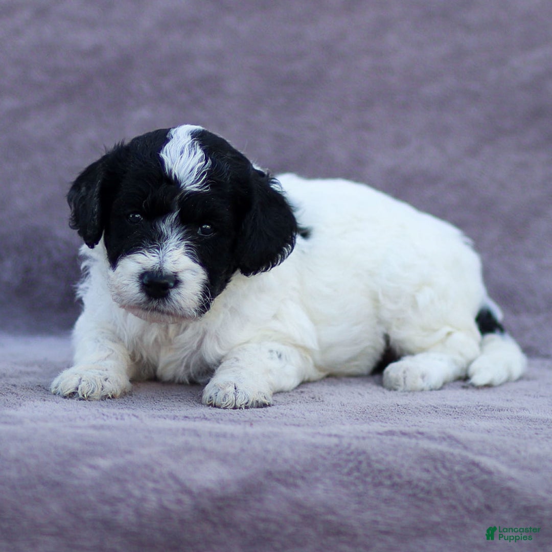 Goldendoodle dogs for sale: Orchid - Image 9