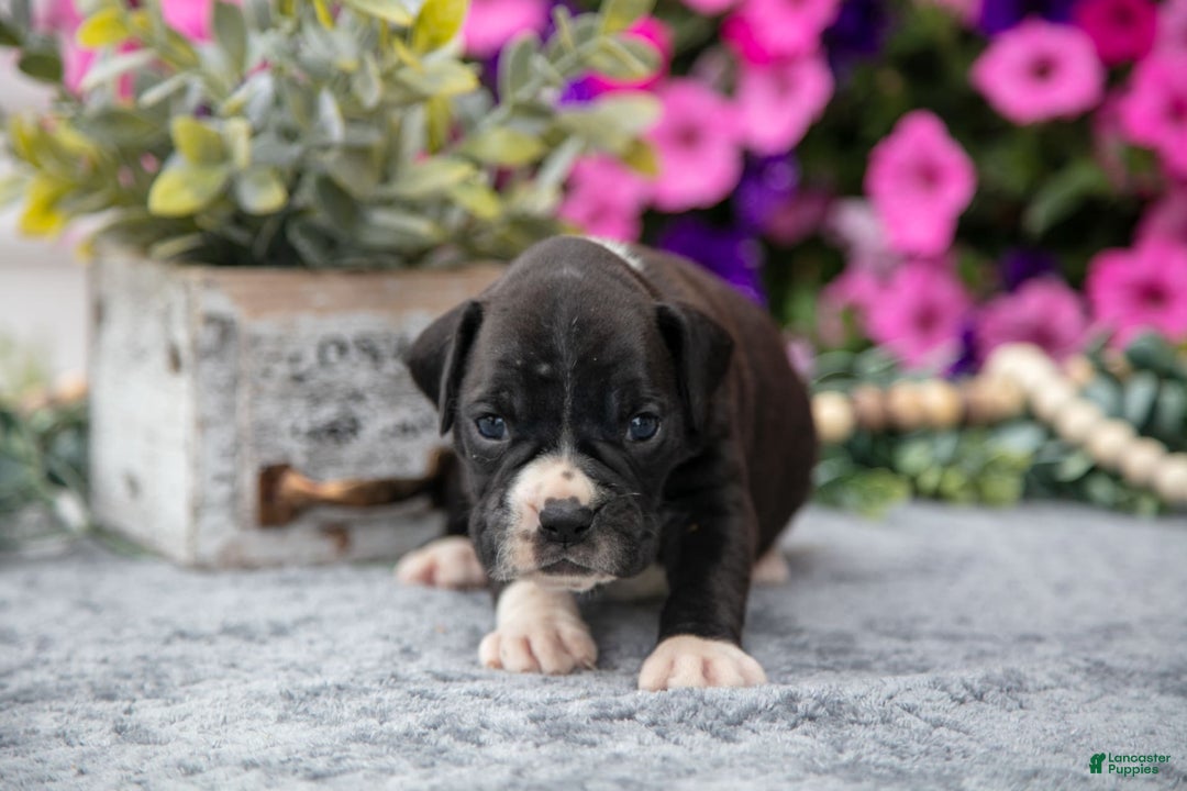 Boxer dogs for sale: Spike - Image 5