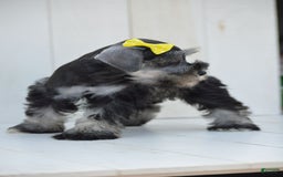Miniature Schnauzer dogs for sale: Terra - Image 1