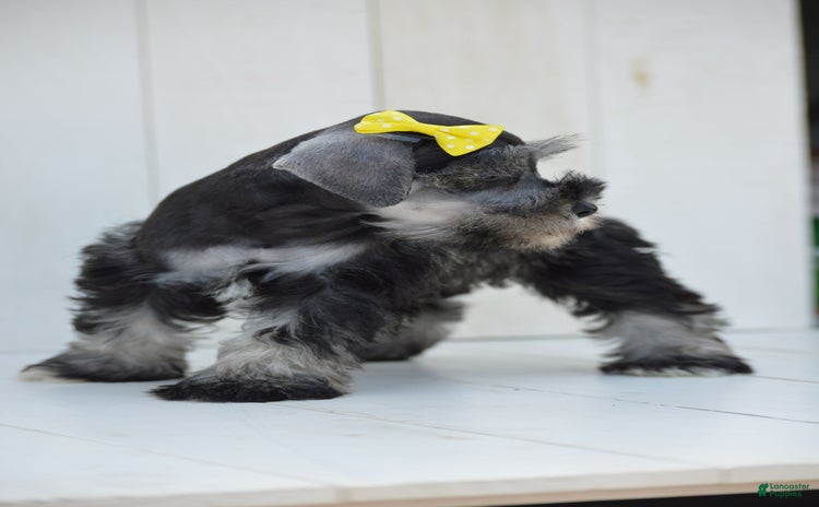 Miniature Schnauzer dogs for sale - Ad 3
