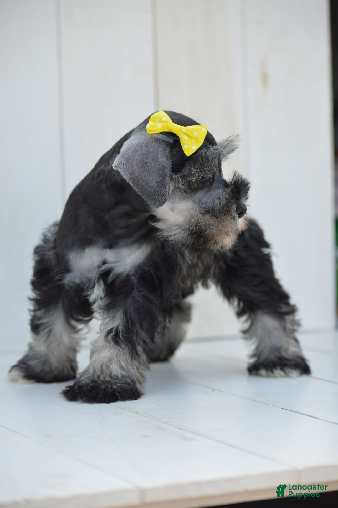 Miniature Schnauzer dogs for sale: Terra - Image 1