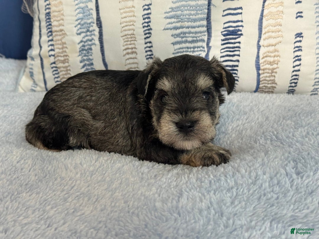 Miniature Schnauzer dogs for sale: Gypsy Male 2 - Image 5