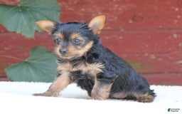 Yorkshire Terrier dogs for sale: Mia - Image 1
