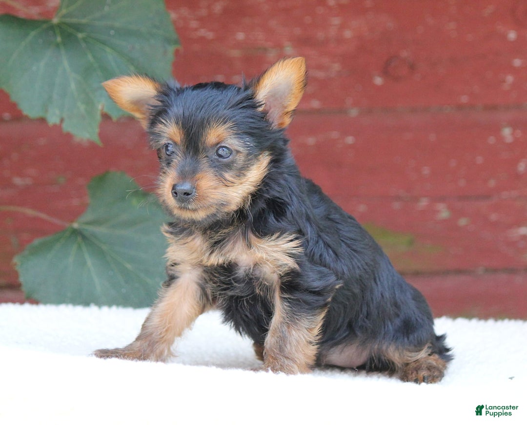 Yorkshire Terrier dogs for sale: Mia - Image 1