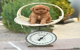 Toy Poodle dogs for sale: Natalie - Image 4