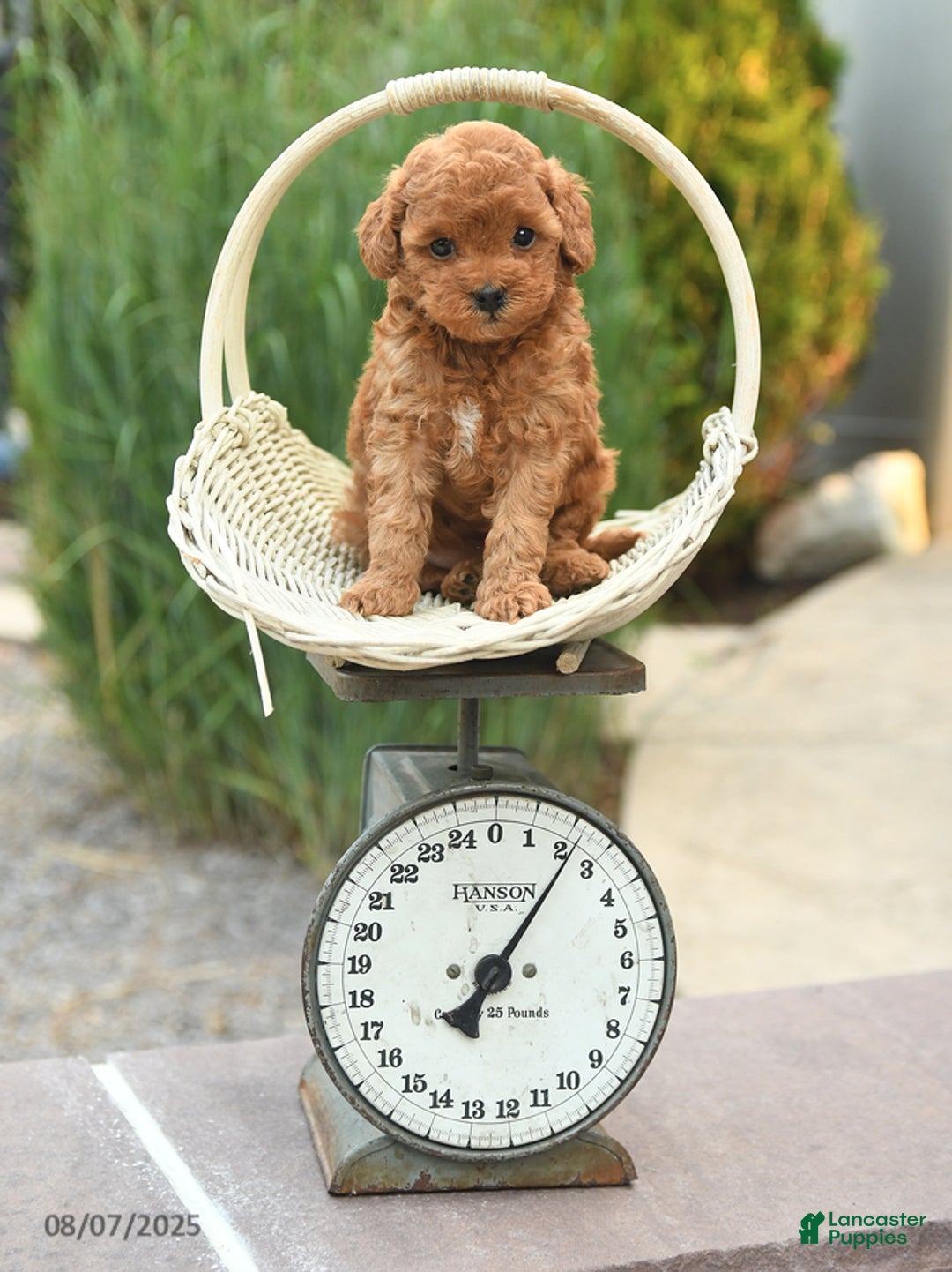 Toy Poodle dogs for sale: Natalie - Image 4