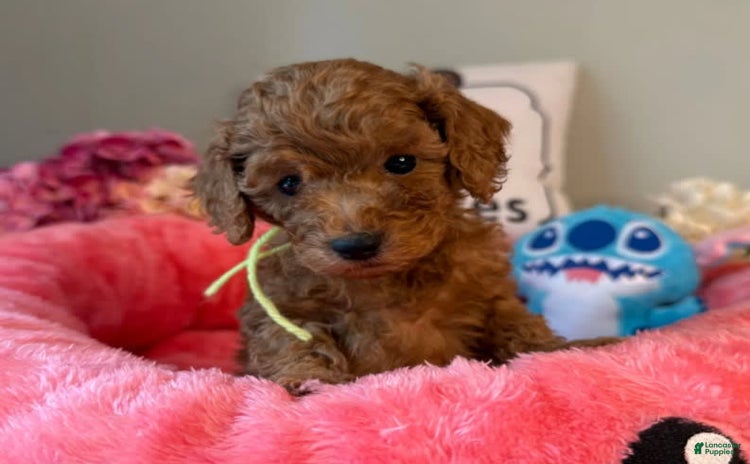 Mini Goldendoodle dogs for sale - Ad 4