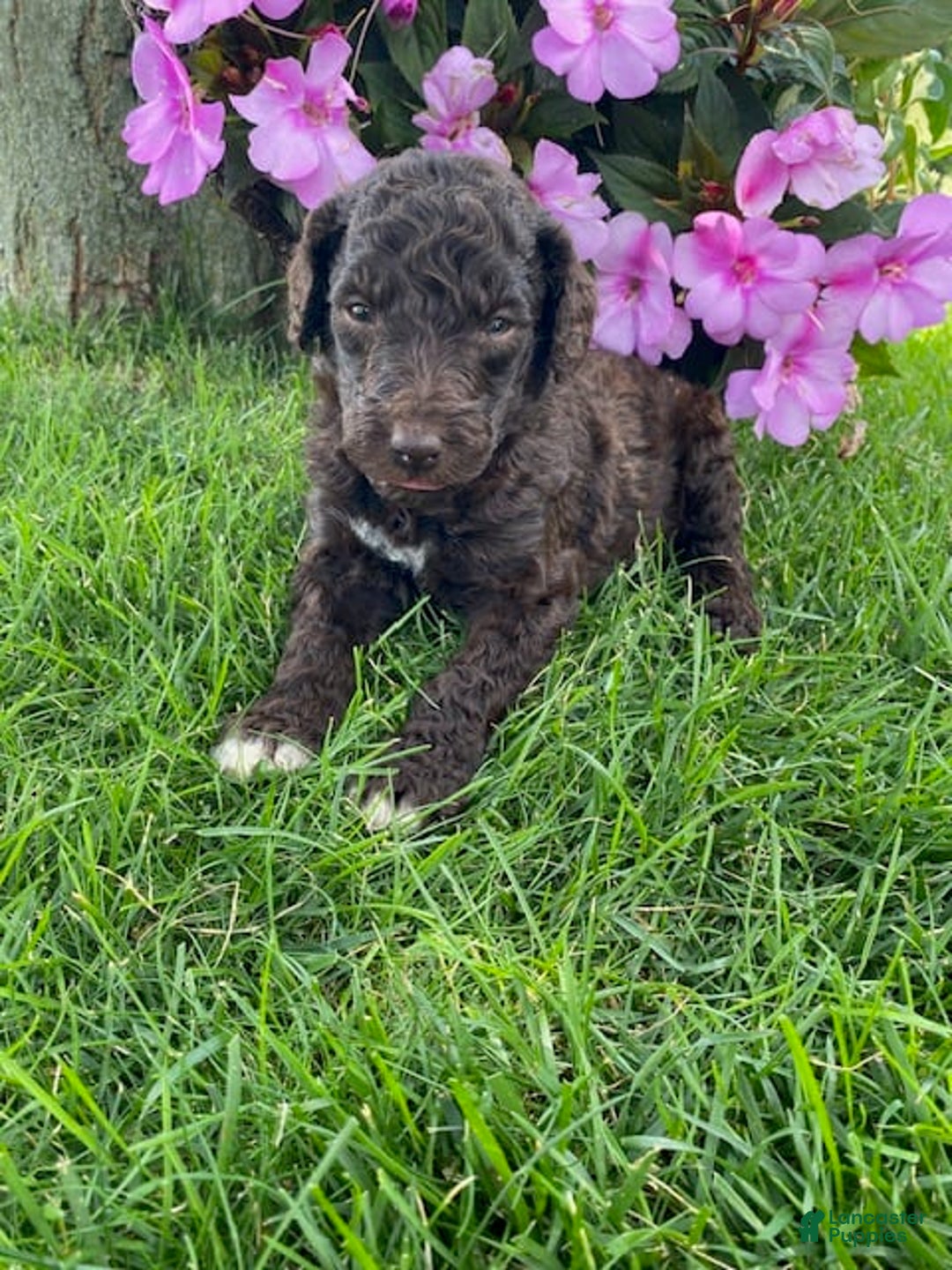 Standard Poodle dogs for sale: Rocket - Image 1