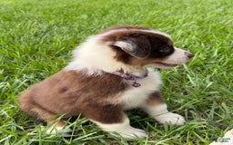 Australian Shepherd dogs for sale: L-purple - Image 3