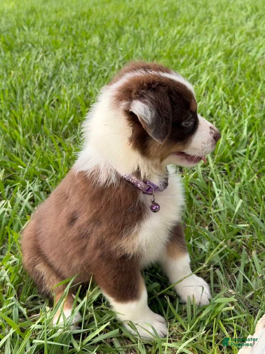 Australian Shepherd dogs for sale: L-purple - Image 3