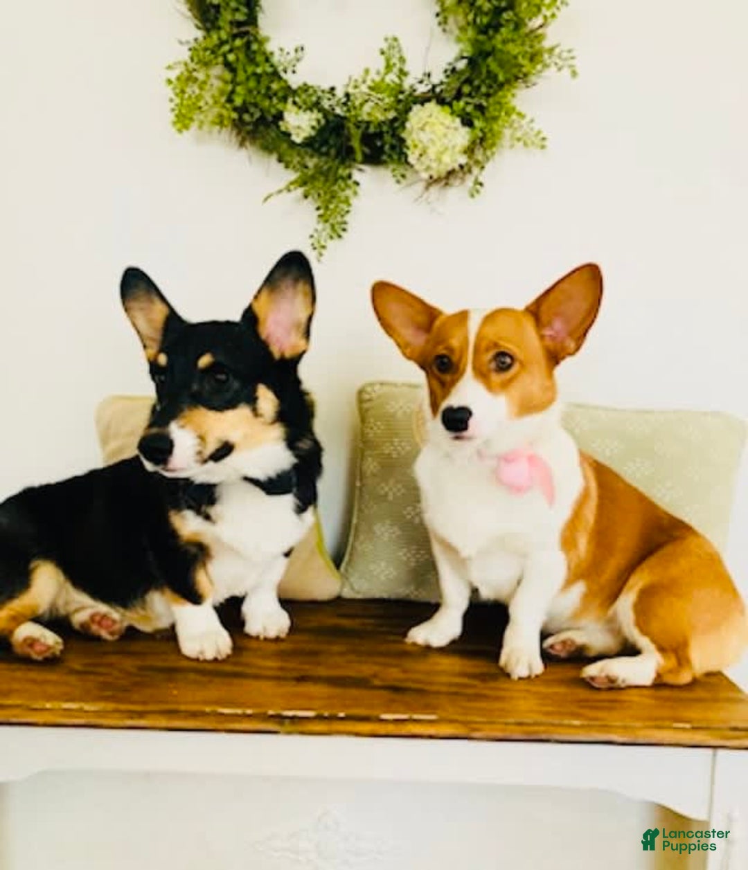 Welsh Corgi Pembroke dogs for sale: Hickem - Image 2