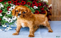 Cavalier King Charles Spaniel dogs for sale: Nicky - Image 17
